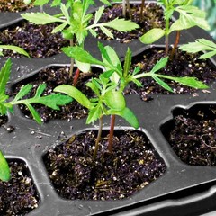 Reusable 72 Cells Seed Starting Tray Pro Hex Design Plastic Plant Germination