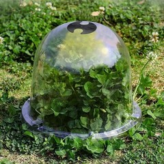 6X Humidity Dome Garden Cloche Dome Round Humidity Plant Protective Cover Clear