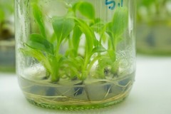 Philodendron and similar ready to use rooting tissue culture media mix