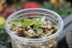 Advanced Plant Tissue Culture Cloning Kit