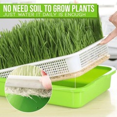 Sprouter Tray With Lid BPA Bean Sprout Grower Wheatgrass Grower 33*26*5cm