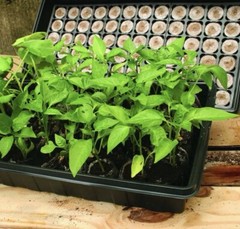 Jiffy J372PROGS Professional Greenhouse Kit, 11 x 22 In. Tray, 72 Pellets –