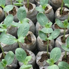Set of 12 Jiffy Peat Pellets 30 cm Seed Starting Expanding Pots Quick Shipping