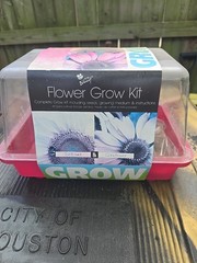 Buzzy ~ Sunflower & Coneflower Growing Kit