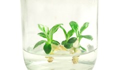 Advanced Plant Tissue Culture Cloning Kit