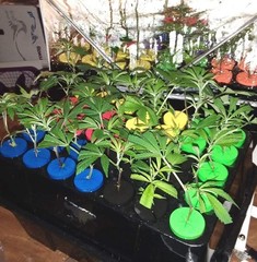 1.625-Inch Organic Cloning Collars Pack of 72 with 12 Sprayers for Hydroponics