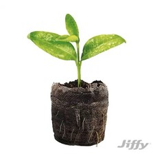 Jiffy J372PROGS Professional Greenhouse Kit, 11 x 22 In. Tray, 72 Pellets –