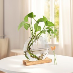 Clear Hydroponic Glass Vase for Pothos Plant – Office Desk and Living Room Decor