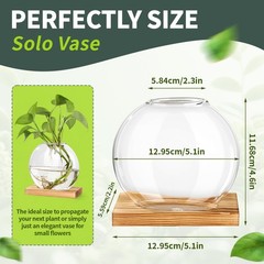 Clear Hydroponic Glass Vase for Pothos Plant – Office Desk and Living Room Decor