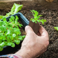 10pcs Soilless Cultivation Inserting Plant Fertilizer Nutrient Block