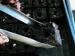 Ladbrooke Soil Blocker 3-Pc. «Basics» Nesting System. Authorized Reseller