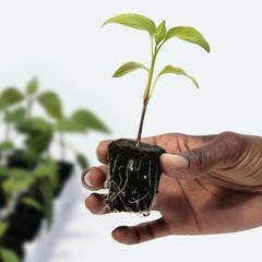 Root Riot Organic Plant Starter Cubes Set of 50 or 100 Pre Moistened Seed Cubes