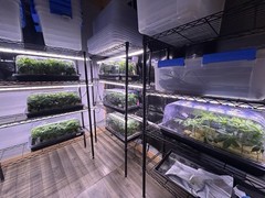 48″x20″ Hydroponic Seed for Germination and Cloning