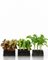 Ladbrooke Soil Blocker 3-Pc. «Basics» Nesting System. Authorized Reseller