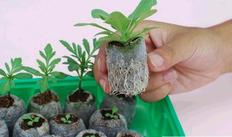 Set of 12 Jiffy Peat Pellets 30 cm Seed Starting Expanding Pots Quick Shipping