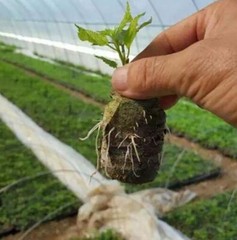 Set of 12 Jiffy Peat Pellets 30 cm Seed Starting Expanding Pots Quick Shipping