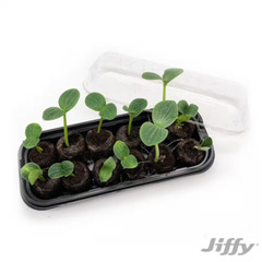 Jiffy Tray with 12 Peat Pellet Seed Starter Greenhouse Kit, 36MM With Lid.