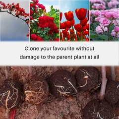 12 PCS Plant Root Growing Box, Reusable Air Layering Propagation Kit Rooting …