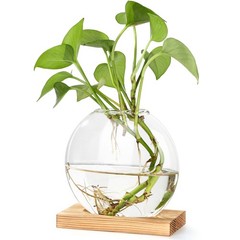 Clear Hydroponic Glass Vase for Pothos Plant – Office Desk and Living Room Decor