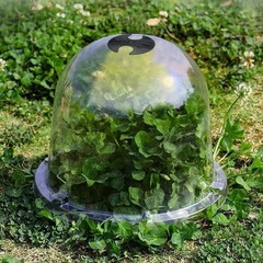 6X Humidity Dome Garden Cloche Dome Round Humidity Plant Protective Cover Clear