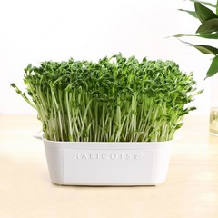 Bean Sprouting Tray Reliable Cultivation Tray for Nutritious Bean Sprout Indoors