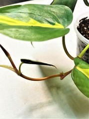Philodendron and similar ready to use rooting tissue culture media mix