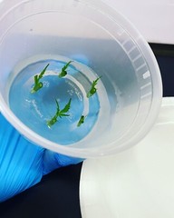 Canna Shoots – All-in-One Tissue Culture Media – Makes 1 Liter