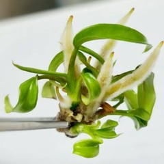 Philodendron and similar ready to use cloning tissue culture media mix