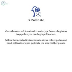 1 oz/30 ml STS Spray Kit, Silver Thiosulfate for feminized seed, reversal spray