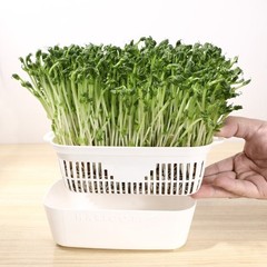 Bean Sprouting Tray Reliable Cultivation Tray for Nutritious Bean Sprout Indoors