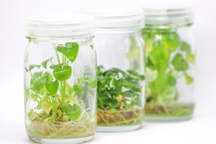 Philodendron and similar ready to use cloning tissue culture media mix