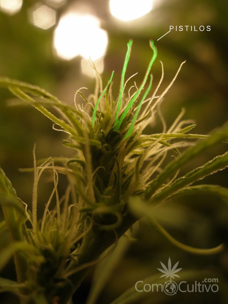 ComoCultivo.com