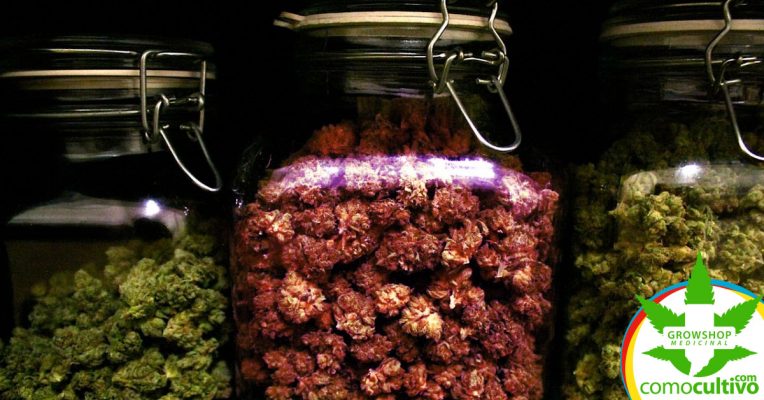 Secar y curar la marihuana