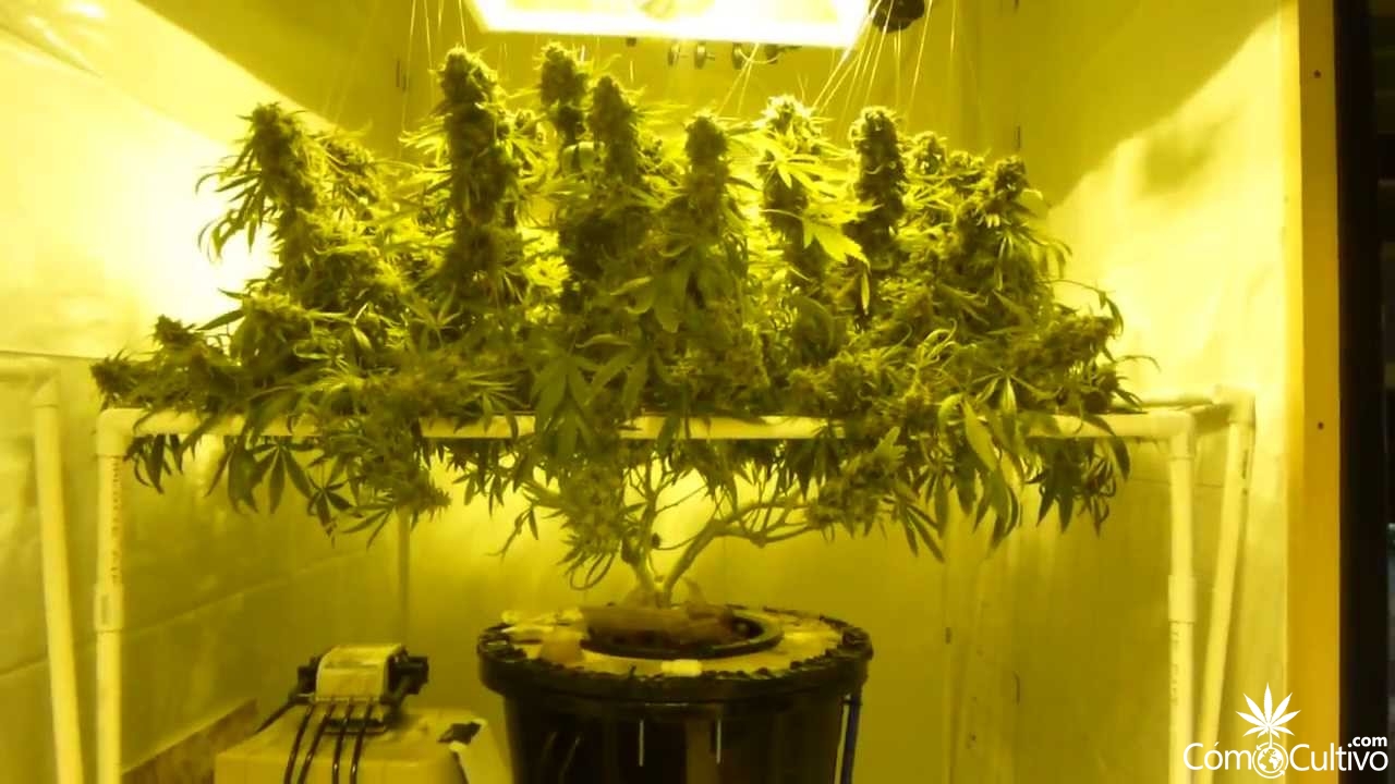 10 Beneficios De Un Cultivo Con Scrog 9208