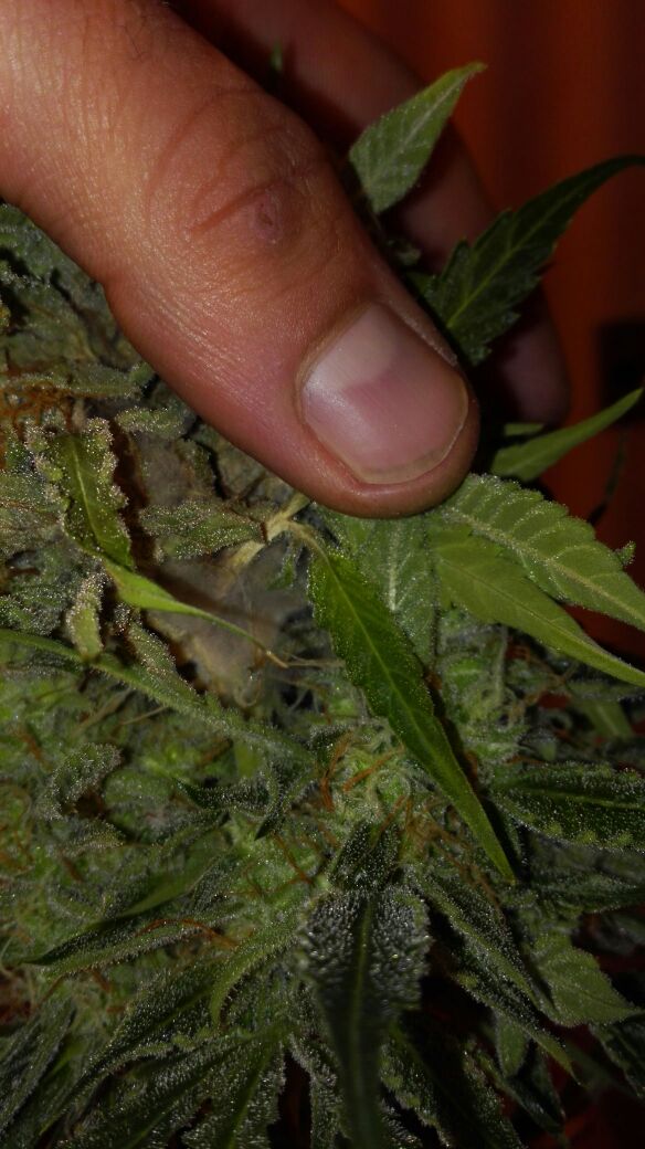 Deshumidificador en cultivos de marihuana, cuándo utilizarlos