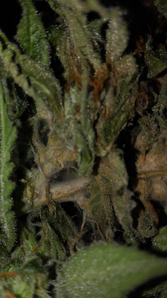 ComoCultivo.com