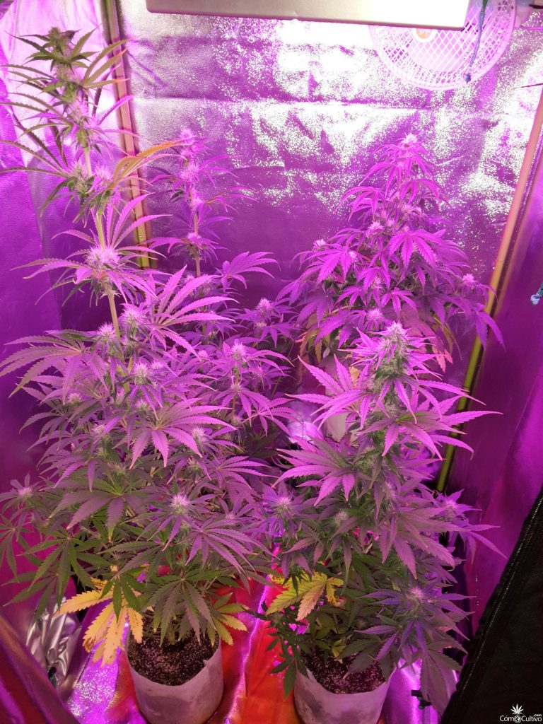 ComoCultivo.com
