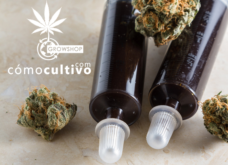 ¿Cuál es la dosis de aceite medicinal de cannabis que se debe tomar