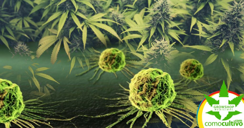 marihuana elimina células tumorales