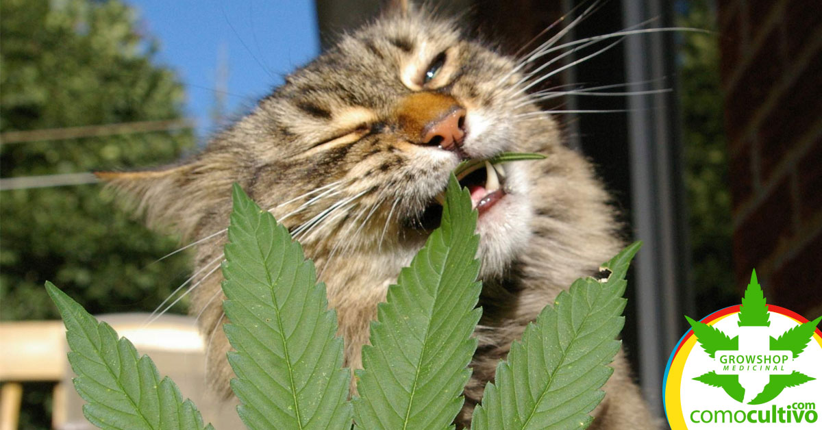 mascota come marihuana