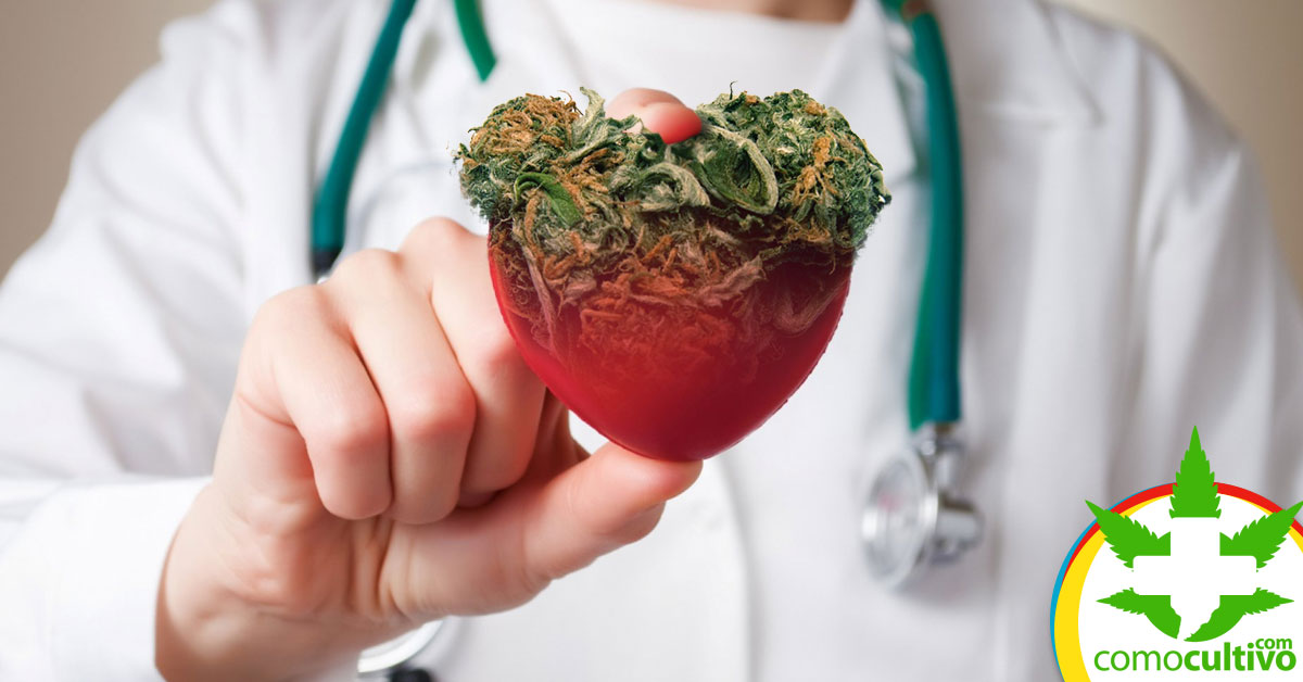 efectos de la cannabis sobre la hipertensión