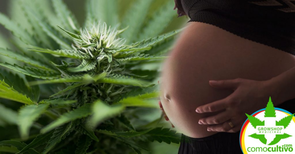 cannabis en el útero