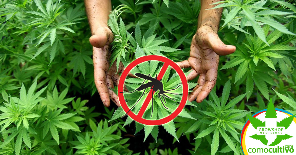 Las hojas de la marihuana se fuman? - LaMota GrowShop