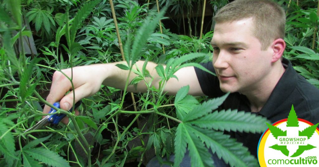 efectos de la Cannabis en adolescentes
