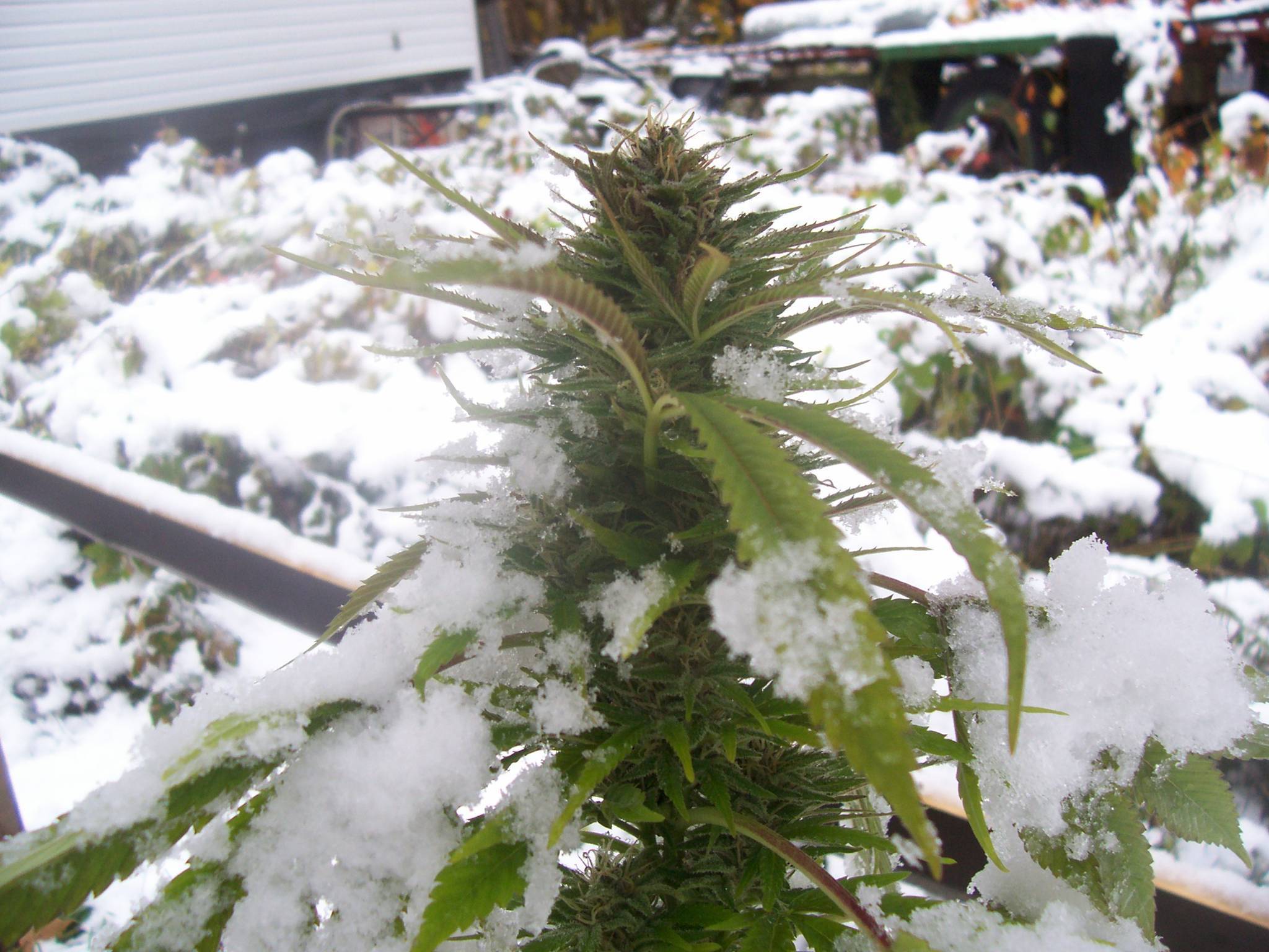 marihuana-con-nieve-frio-invierno | ComoCultivo.com
