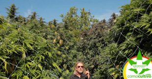 marihuana gigantes