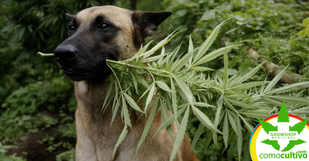 Aceite de cannabis en tratamiento de perros