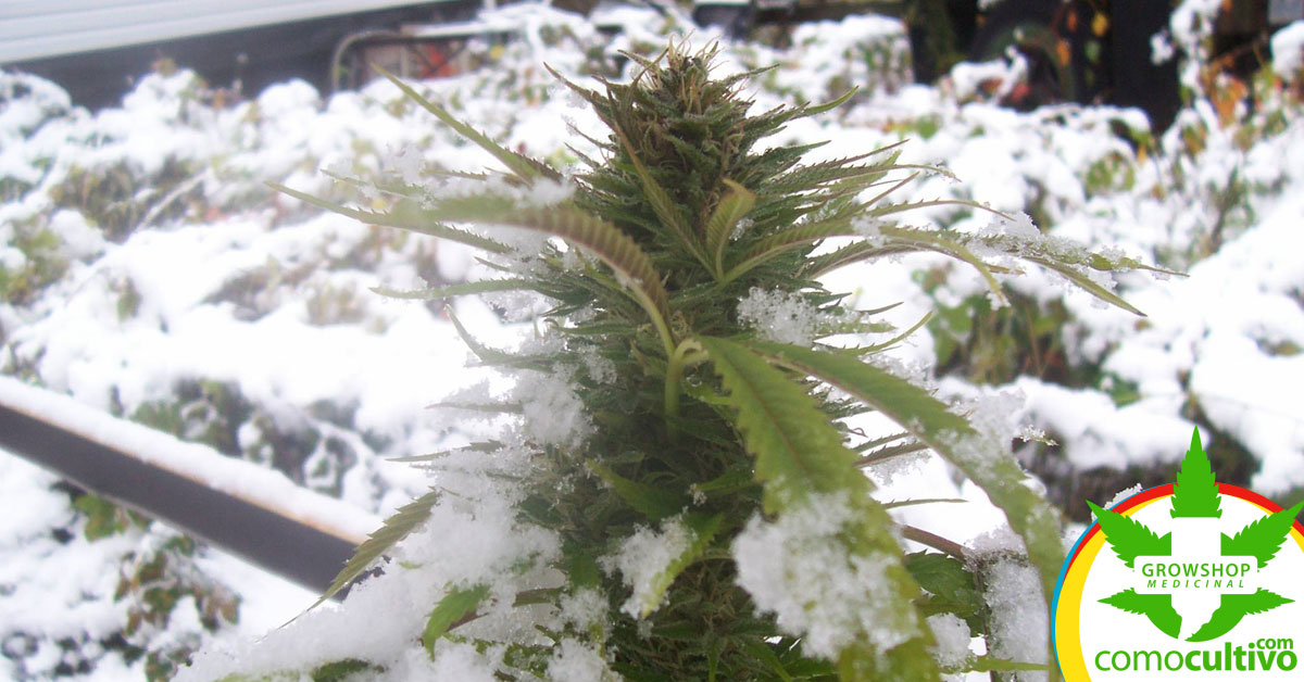 Cannabis resistentes al frío y humedad