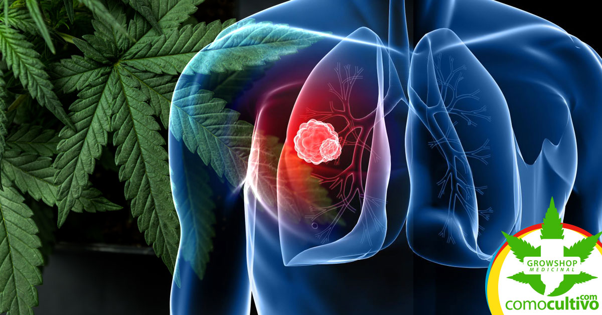 cannabis reduce cáncer de pulmón