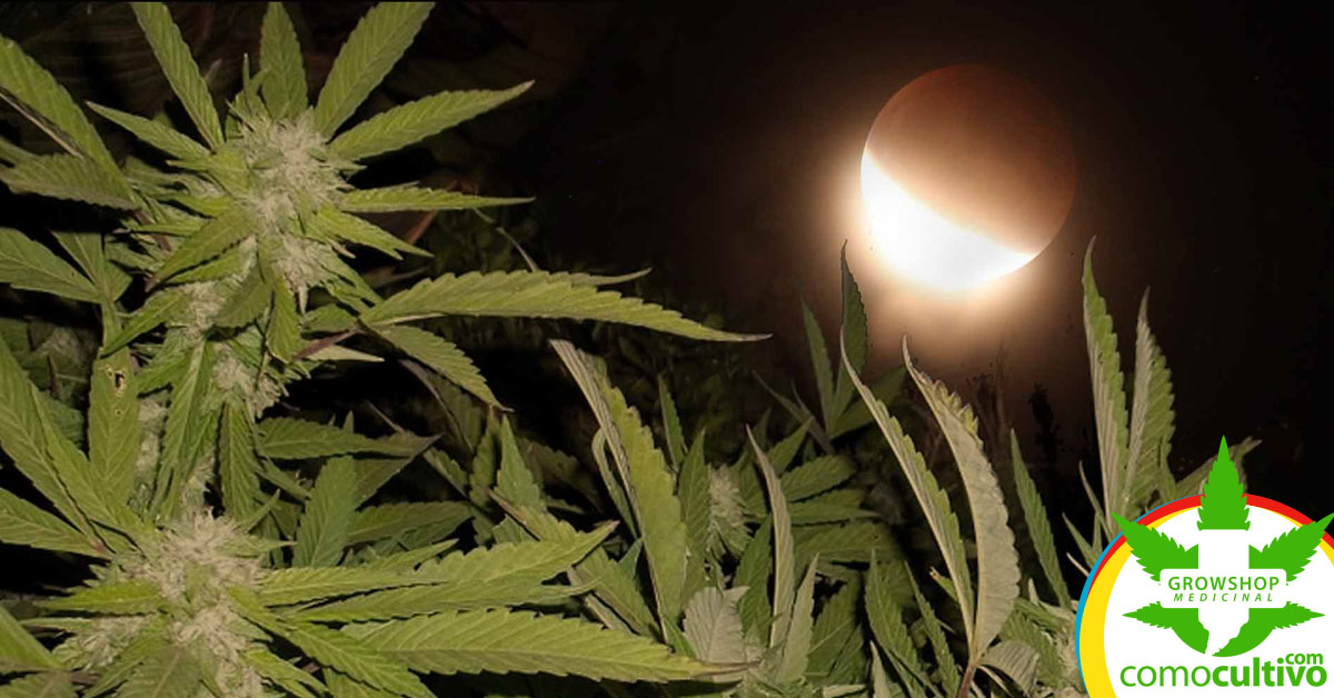 eclipse afecta a la cannabis